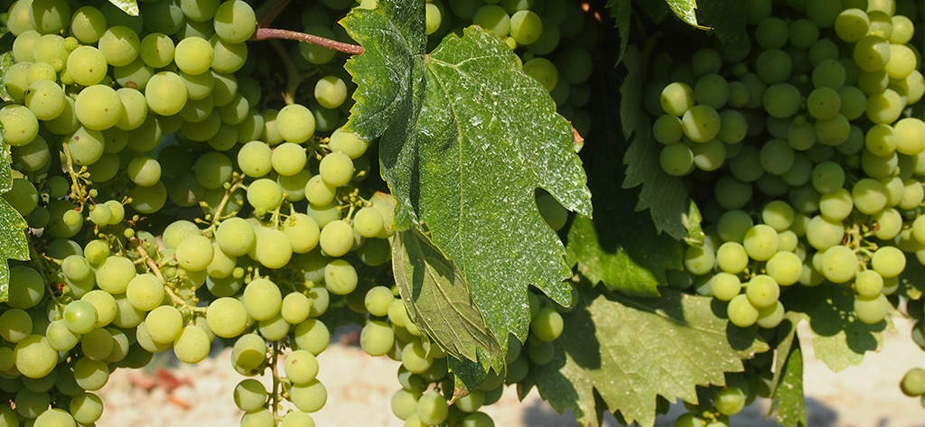 viñas mont marçal