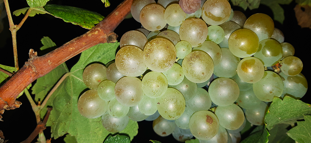 uvas blancas mont marçal