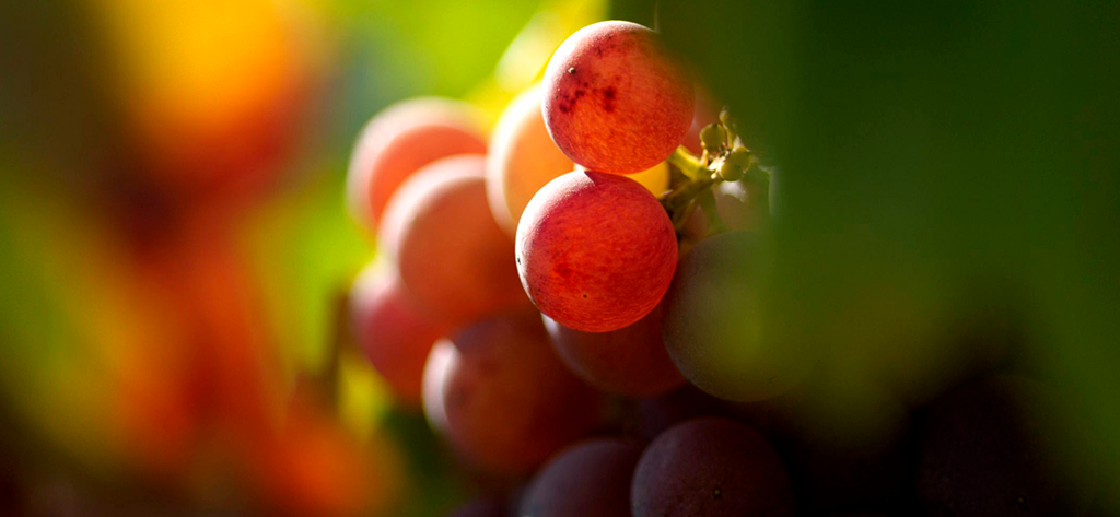 uvas rojas