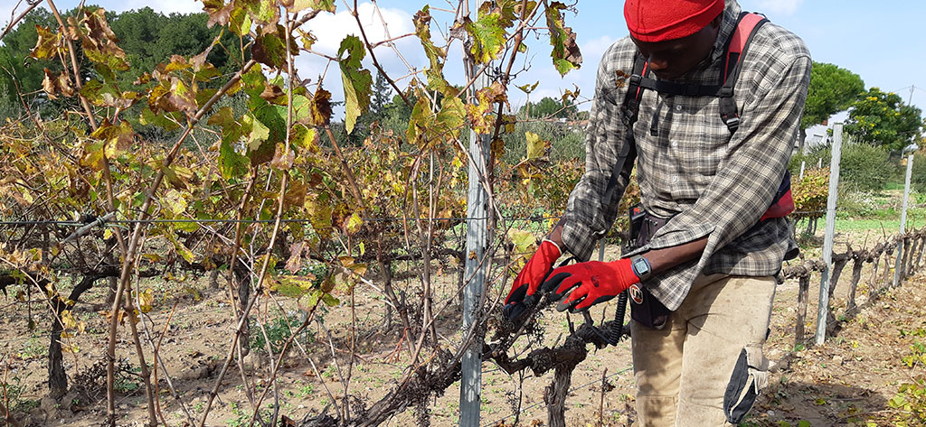 Pruning, the process that will define the quality of our wine